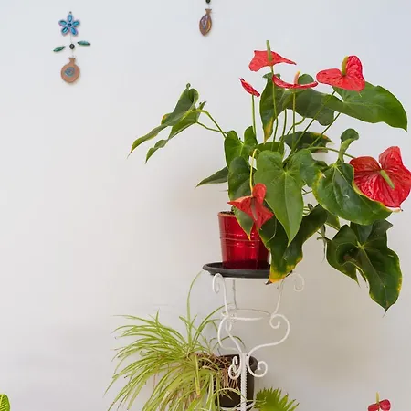 Alpehytte Pupe By Canariasgetaway Agaete (Gran Canaria)